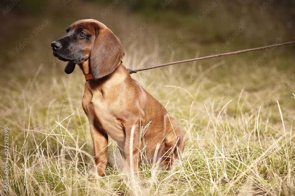 Little Bavarian mountain scenthound outdoor with leash on meadow Little Bavarian mountain scenthound outdoor with leash on meadow