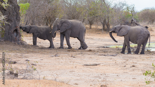 Two adult and one young African Elephants walking in the bush. Wildlife Safari in the Kruger National Park  the main travel destination in South Africa.