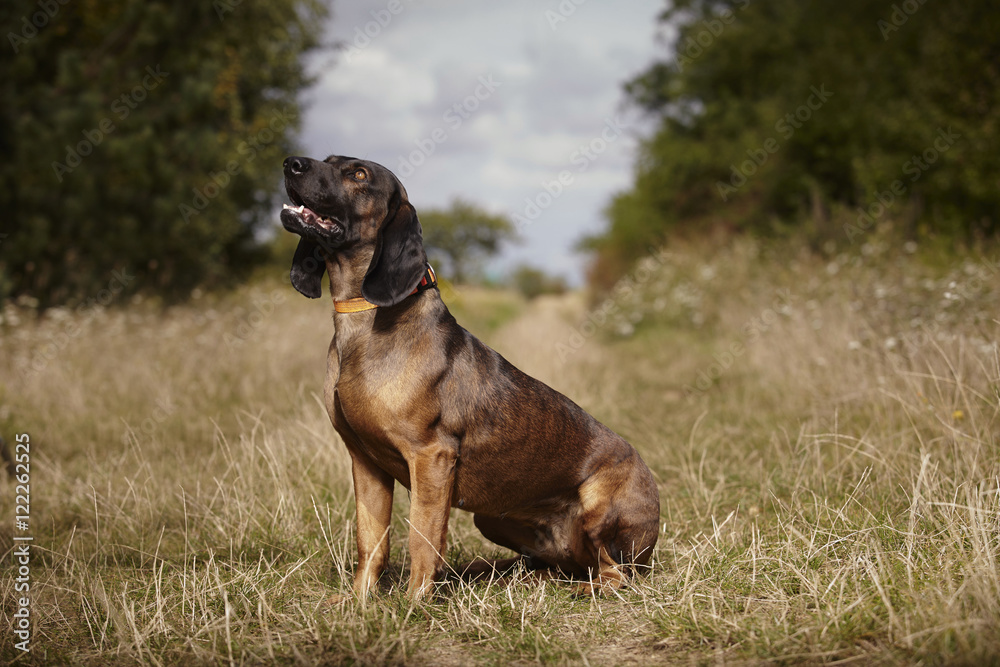 Bavarian mountain scenthound female on summer meadow Bavarian mountain scenthound female on summer meadow