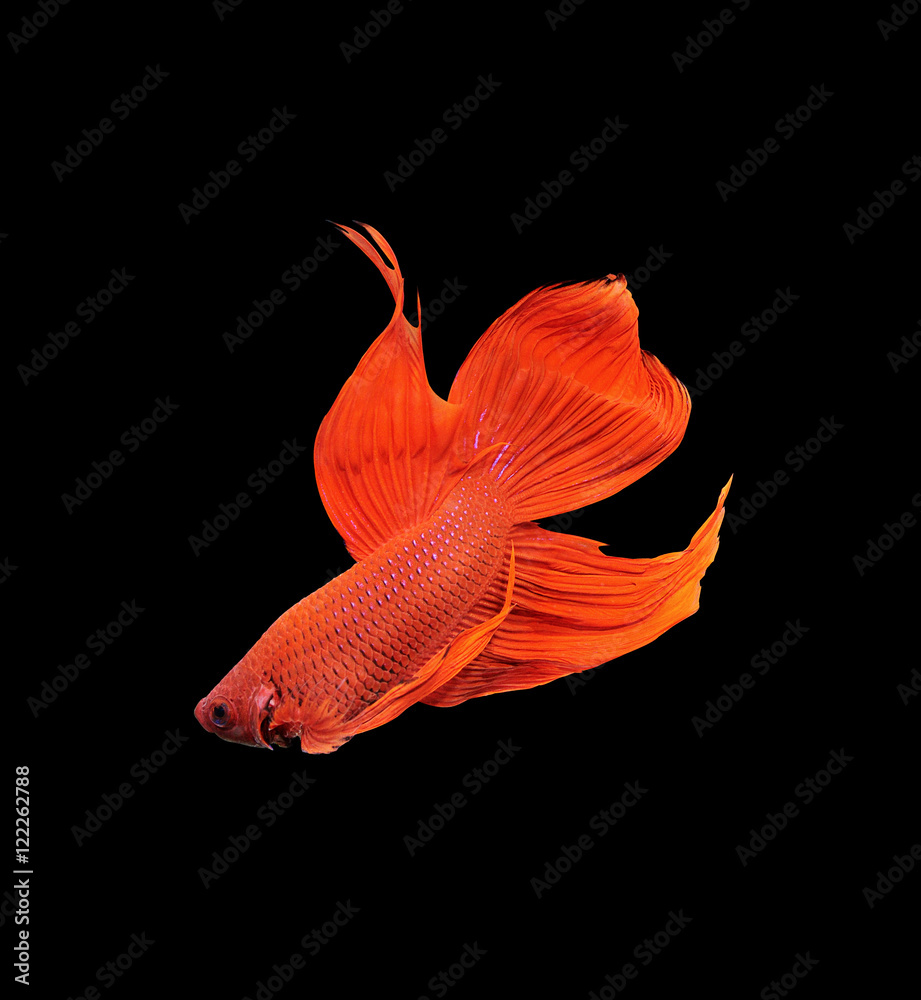 Obraz premium betta halfmoon fighting beautiful fish close up