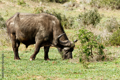 Just Chilling - African Buffalo Syncerus caffer