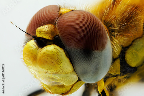 Macrophotographie d'un insecte: Tête de Sympétrum jaune (Sympetrum flaveolum)