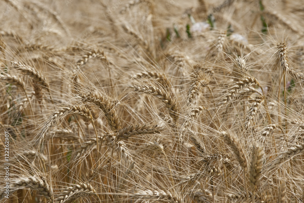 Barley a member of the grass family, is a major cereal grain. Barley a member of the grass family, is a major cereal grain.