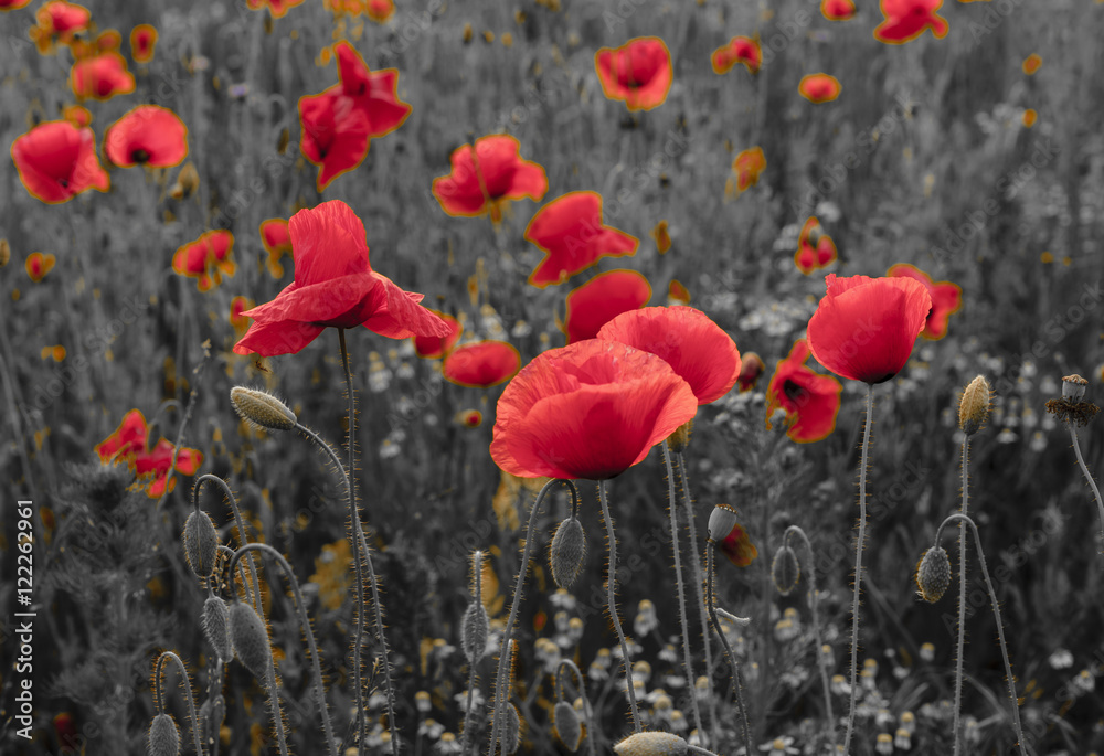 panorama of poppies and wild flowers, selective color, red and black
 - obrazy, fototapety, plakaty 