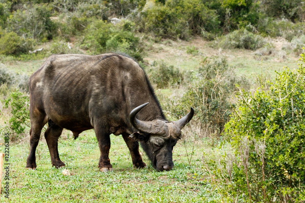 Eating - African Buffalo Syncerus caffer Eating - African Buffalo Syncerus caffer