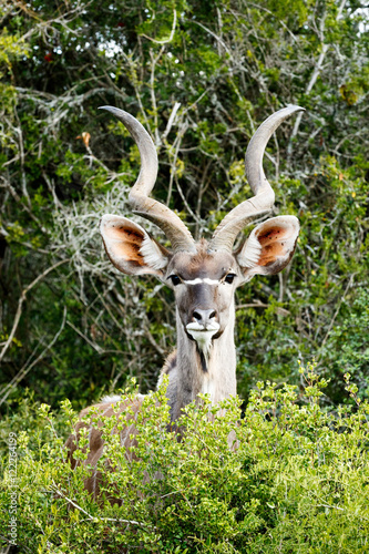 Greater Kudu - Tragelaphus strepsiceros