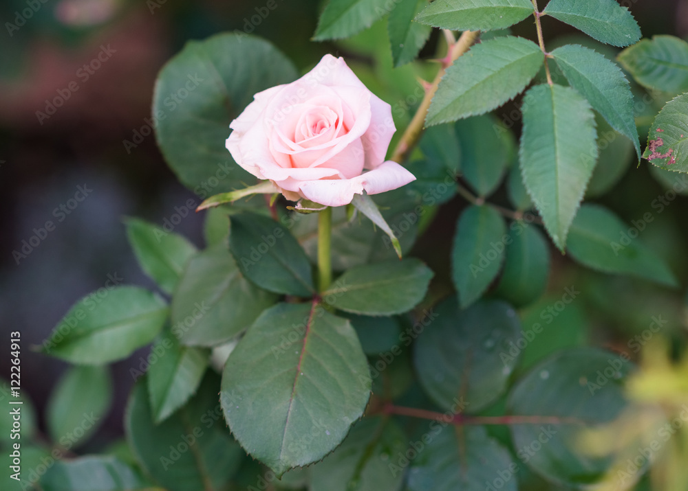 Tea roses on the green background in the garden. Macro Tea roses on the green background in the garden. Macro