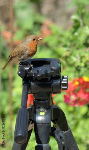 Robin, erithacus rubecula, cheekily perched on photographers tripod