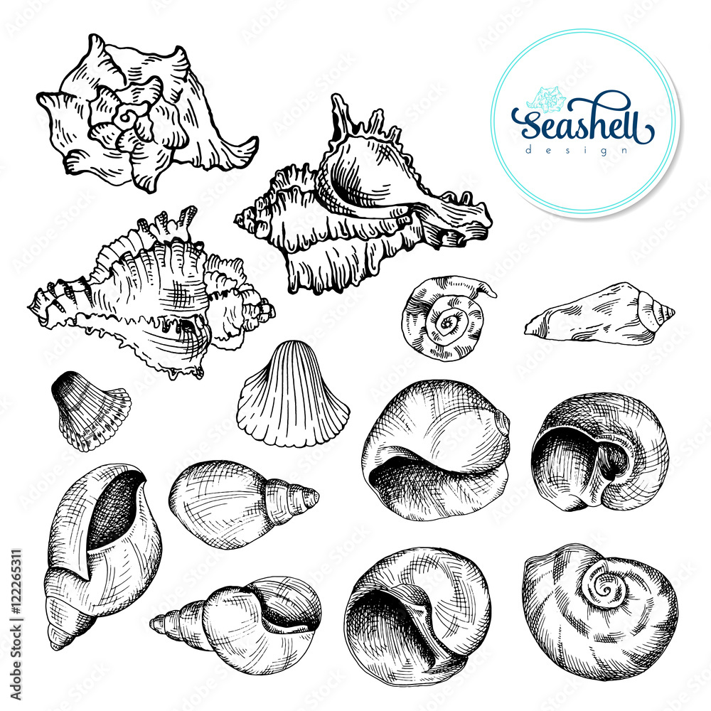 Set of black sketch seashell. Vector illustration for your design Set of black sketch seashell. Vector illustration for your design