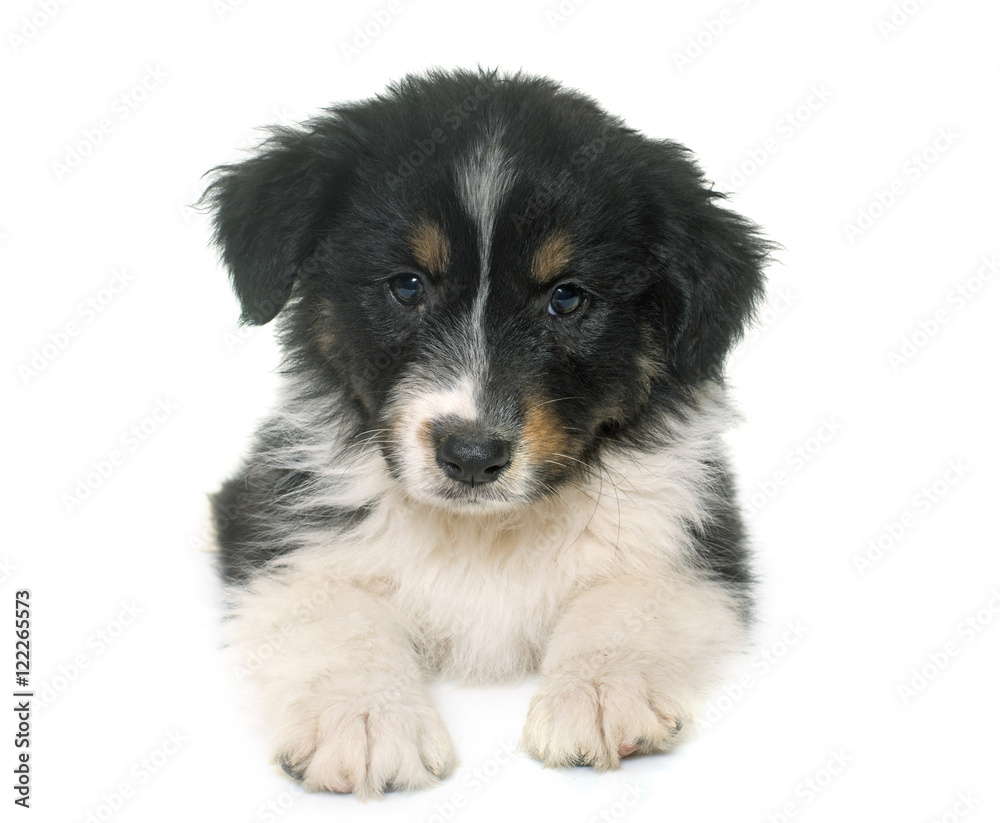 puppy australian shepherd in studio