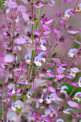 Salvia sclarea flowers closeup