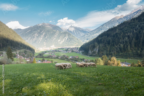 Schafe auf einer Weide mit Blick auf Mayrhofen im Zillertal