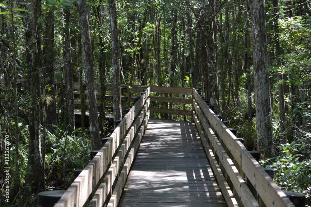 Obraz premium Boardwalk through a cypress swamp
