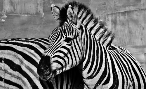 Close up of a Zebra 