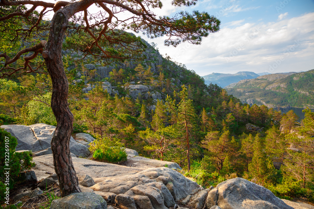 scandinavian mountain forest landscape scandinavian mountain forest landscape