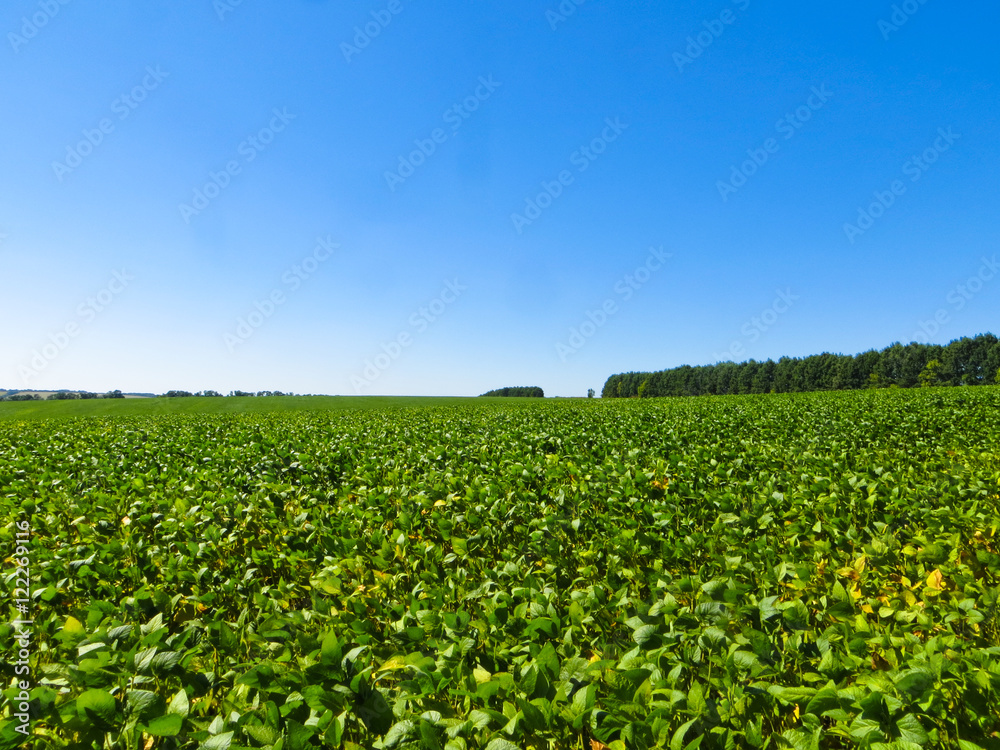 Soybean field on summer
