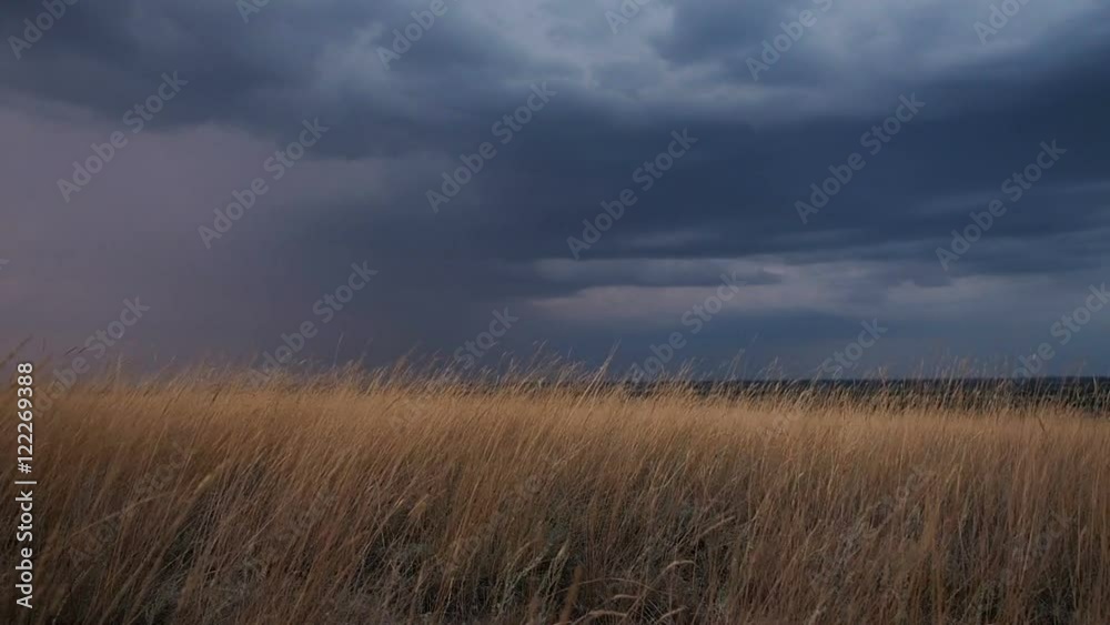 Golden ears of grass swaying in the breeze at sunset. Heavy dark blue rain clouds on the horizon. It is going to be darker and rainy soon Golden ears of grass swaying in the breeze at sunset. Heavy dark blue rain clouds on the horizon. It is going to be darker and rainy soon