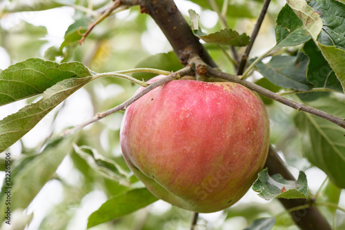Red apple on a tree with green leaves in autumn in Moldova, shallow focus close up