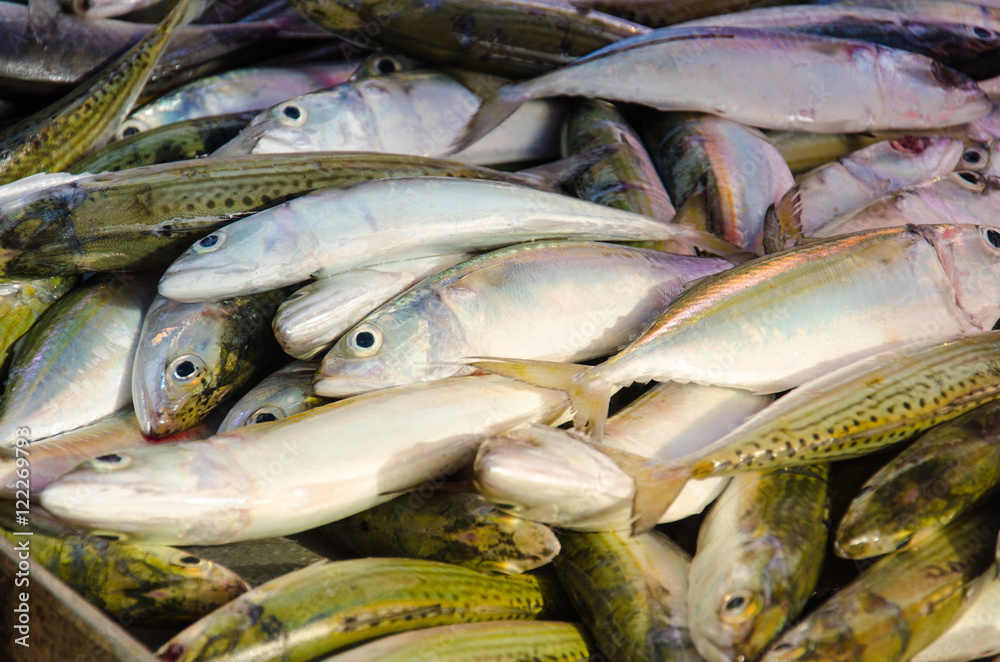 Fototapeta premium Raw Fresh Mackerel from the Sea