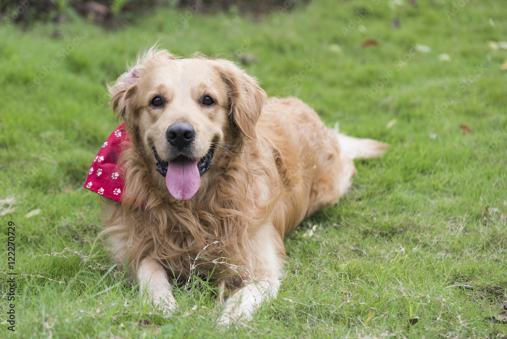 the golden retriever