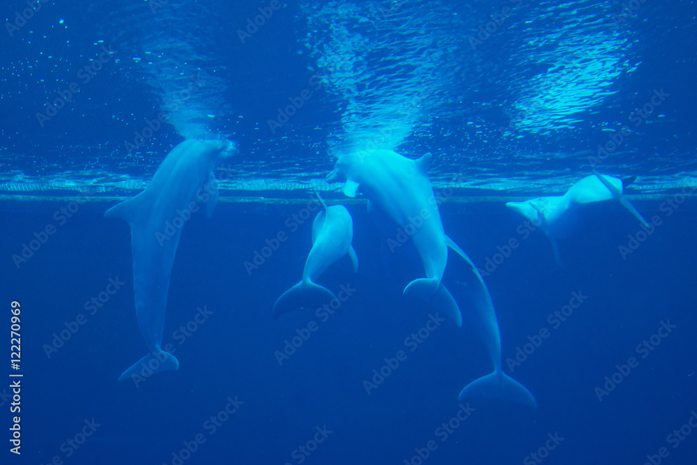 Fototapeta premium Delfini