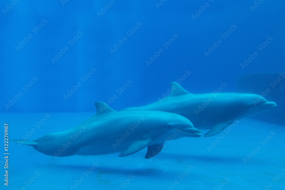 Delfini Delfini