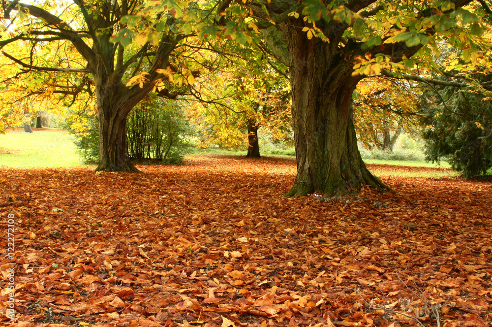 Chestnut trees in the fall surrounded by leaves Chestnut trees in the fall surrounded by leaves