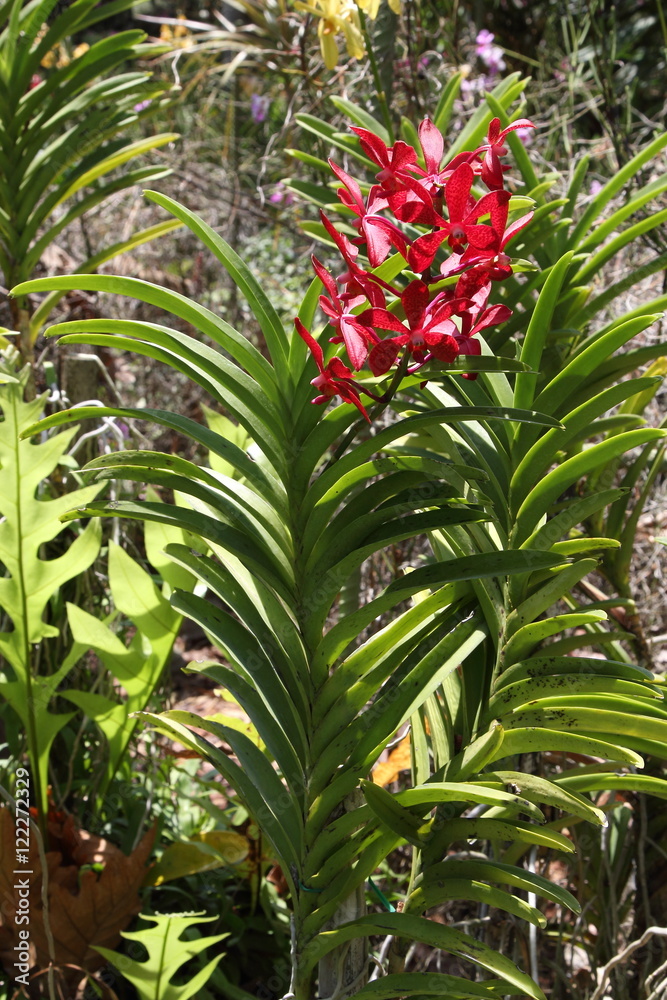 Fototapeta premium Exotic Orchids