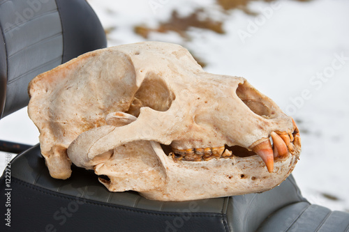 Skull Kamchatka brown bear after the initial processing and clea