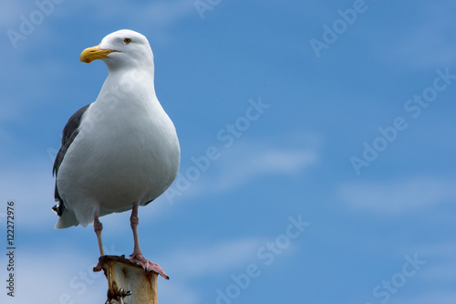 Seal Gull on flag pole