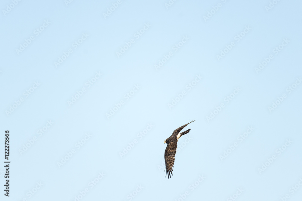 Female Northern Harrier banking into turn Female Northern Harrier banking into turn