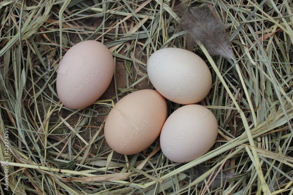 chicken nest with eggs