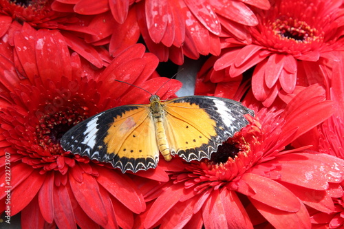 Butterfly photo