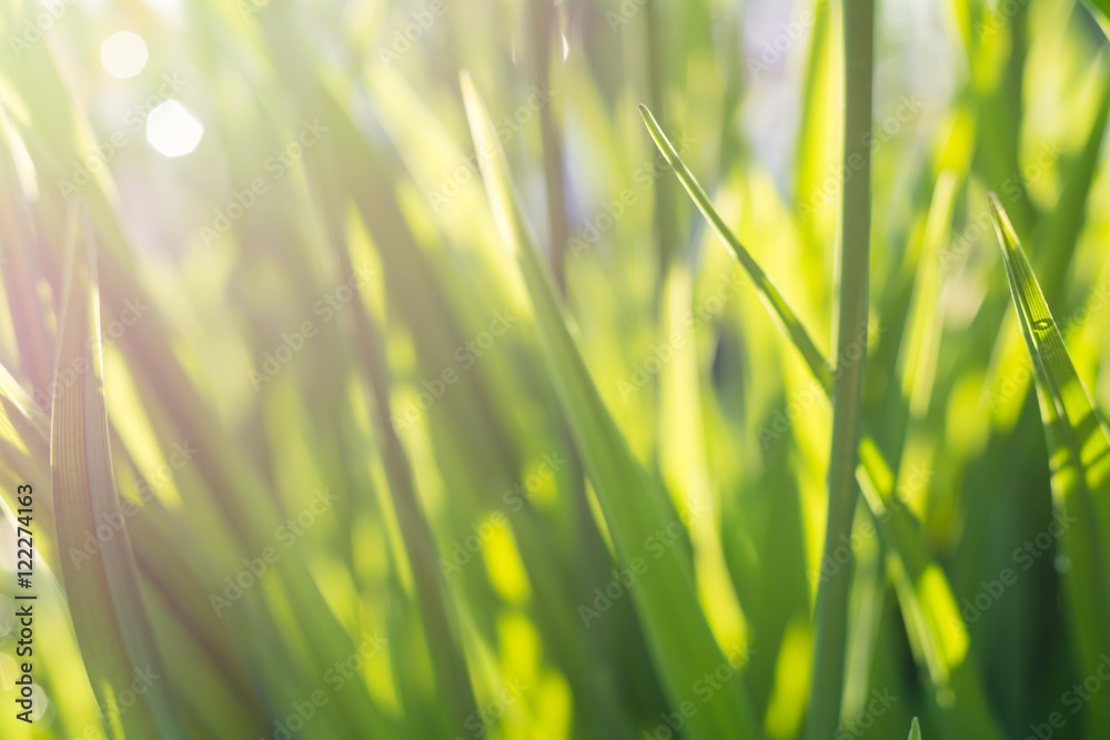 Летний фон - зеленая трава в лучах солнца