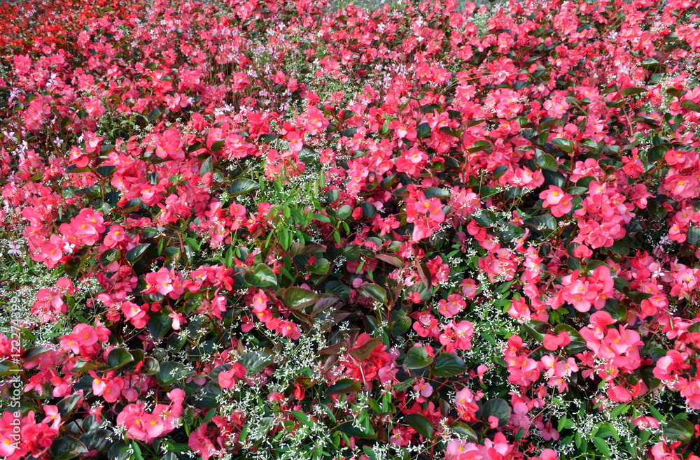 Semperflorens-Begonien und Schleicherkraut Semperflorens-Begonien und Schleicherkraut