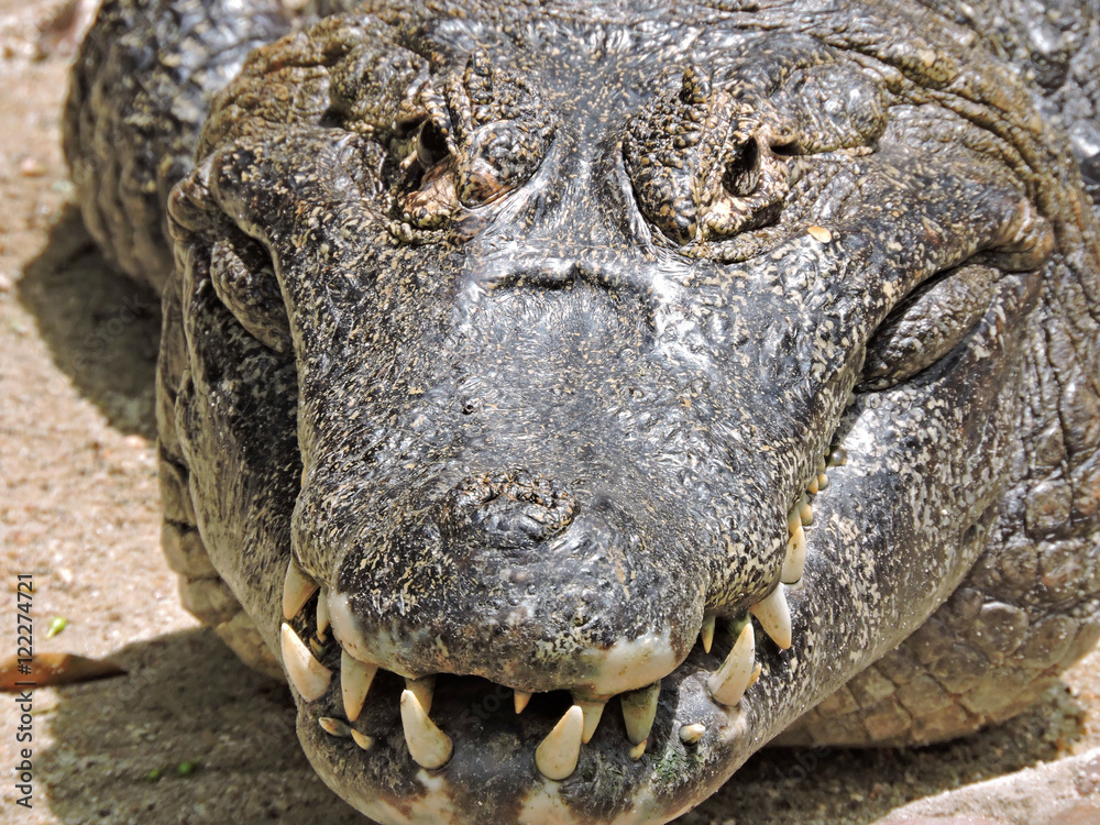 Fototapeta premium Jacaré