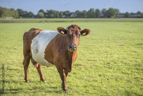 Lakenvelder cow in a meadow © egonzitter