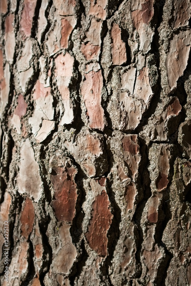 Close-up of tree bark Close-up of tree bark