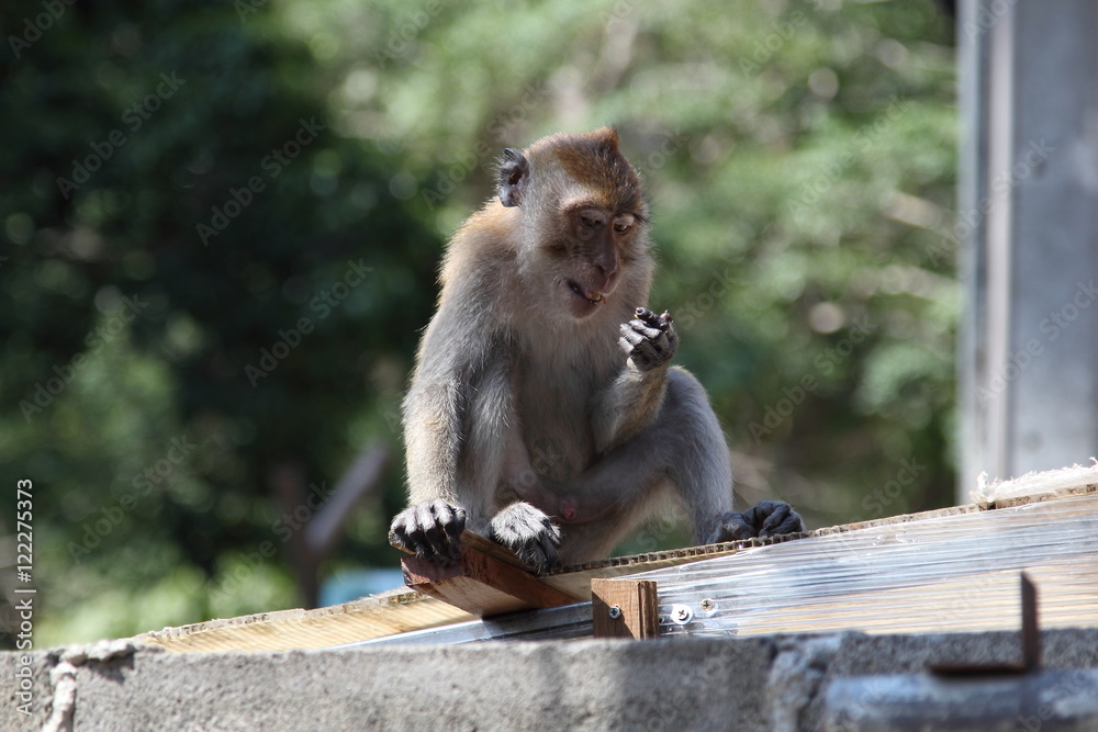 Obraz premium Monkey