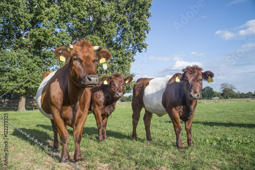 Lakenvelder belted cow and calfs