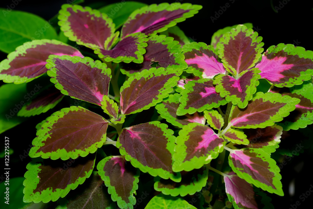 red coleus close up for background