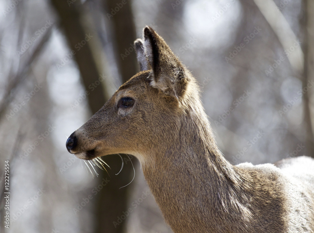 Fototapeta premium Beautiful isolated picture with a wild deer in the forest