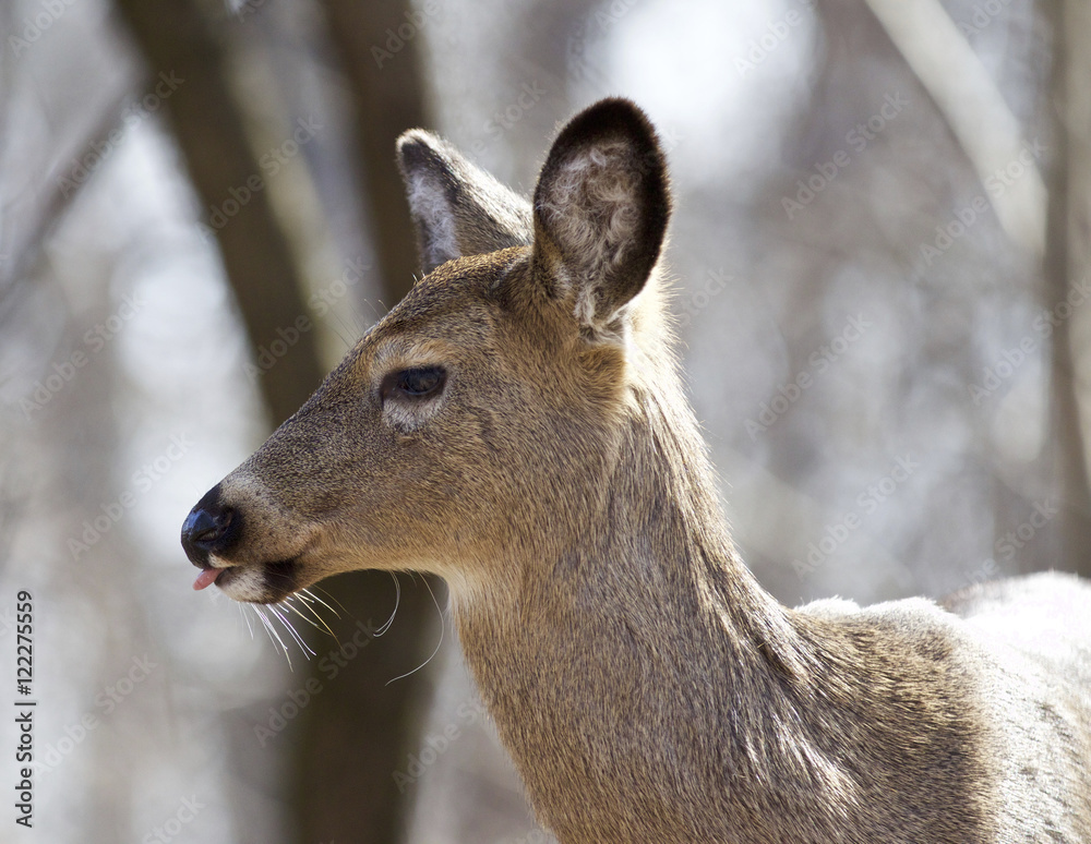Beautiful isolated closeup of a wild deer in the forest Beautiful isolated closeup of a wild deer in the forest