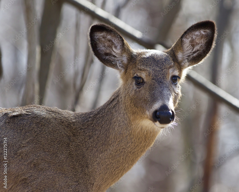 Beautiful isolated portrait of a cute wild deer in the forest