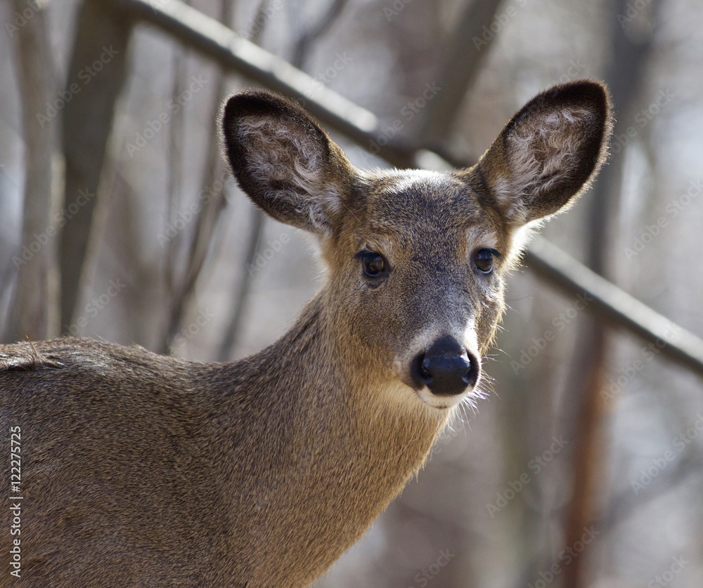 Beautiful isolated picture with a cute wild deer in the forest Beautiful isolated picture with a cute wild deer in the forest