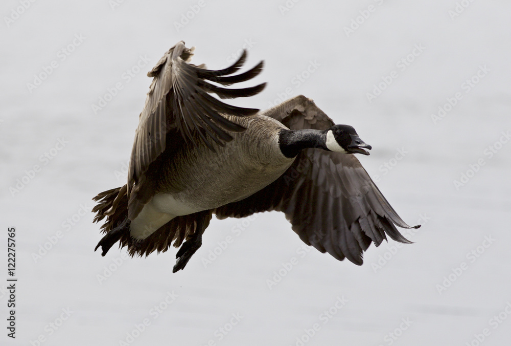 Beautiful isolated photo of a flying Canada goose Beautiful isolated photo of a flying Canada goose