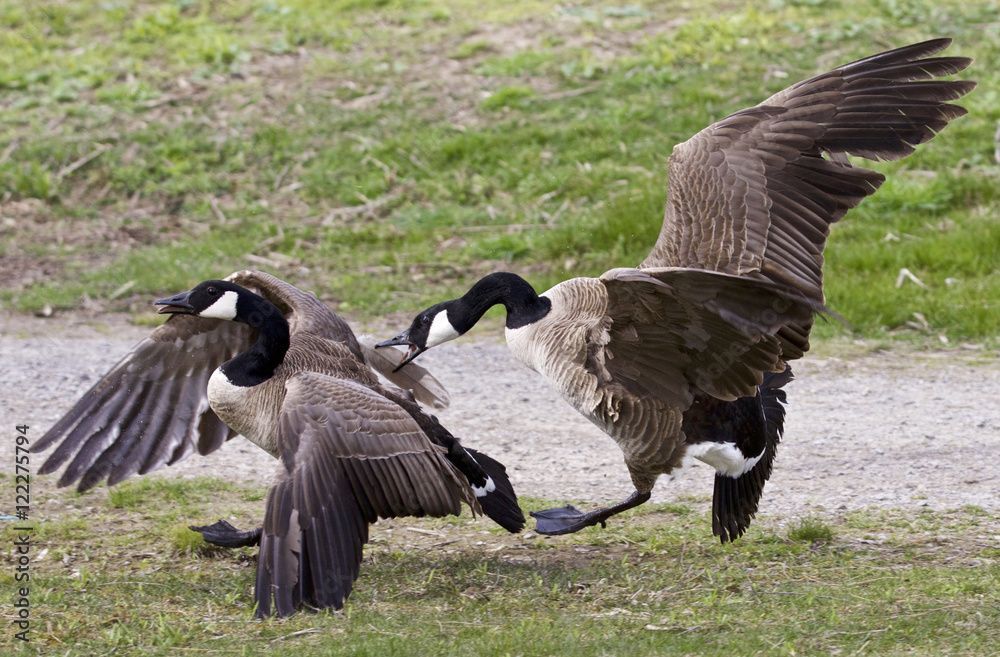 Isolated picture with a fight between two Canada geese Isolated picture with a fight between two Canada geese