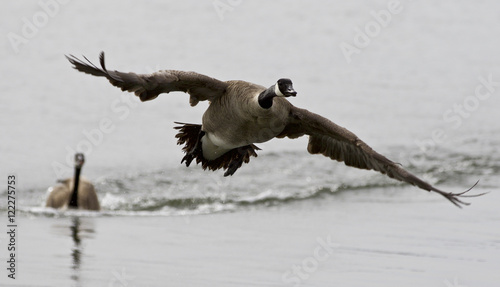 Isolated photo with a Canada goose flying away from his rival