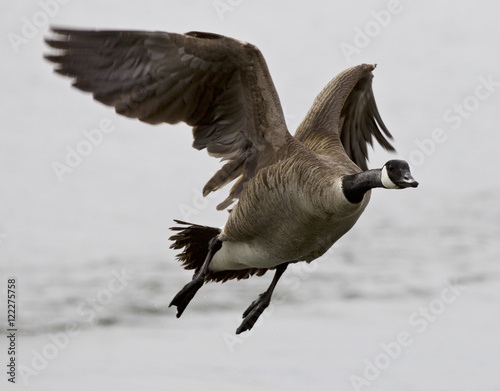 Beautiful isolated image with a flying Canada goose