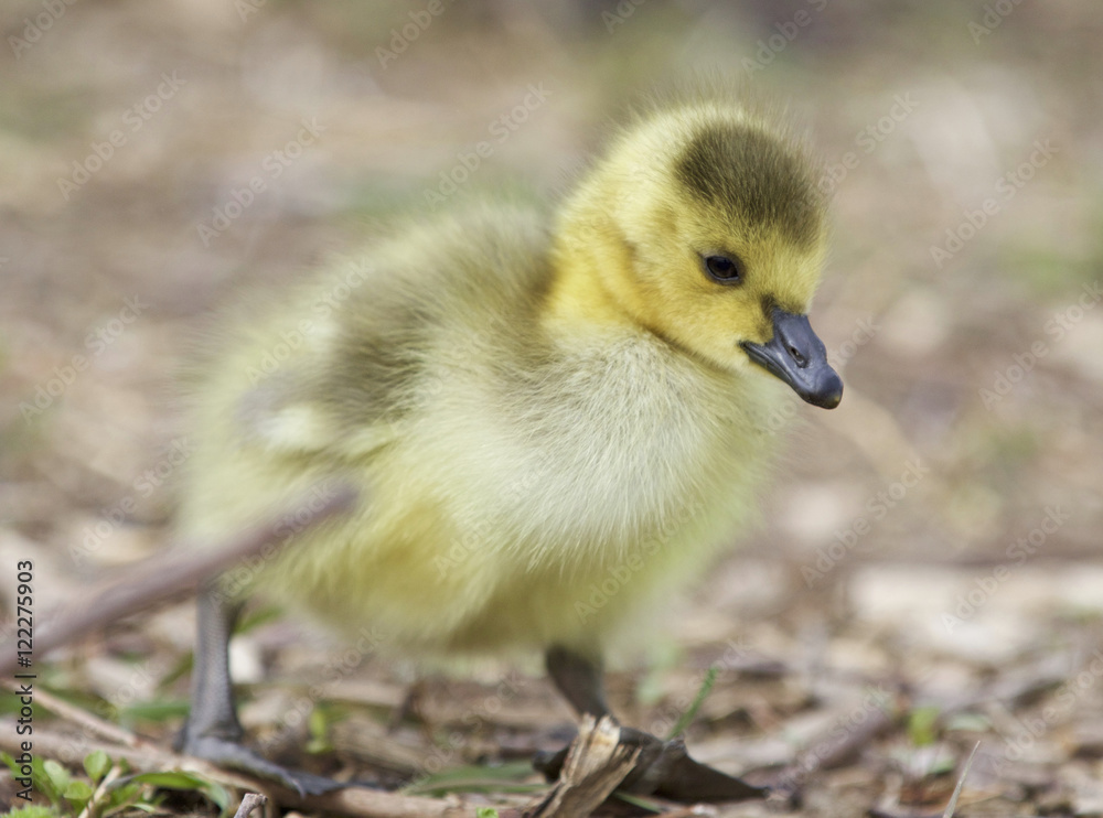 Beautiful background with a cute chick of Canada geese Beautiful background with a cute chick of Canada geese